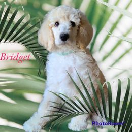 Poodle Puppies from Hickory Hills Poodles