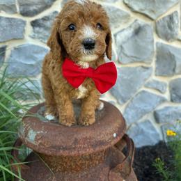 Red Bow - Red  male Goldendoodle puppy in Germantown, Maryland from Honey Blossom Doodles