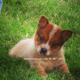 Australian Cattle Dog and Pembroke Welsh Corgi Puppies from Heelers in Texas