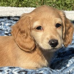 Dachshund Puppies from Ultimate_Doxies