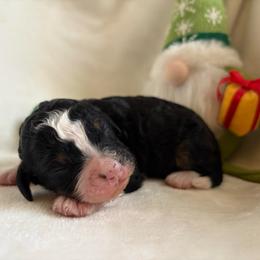 Sugar - Tri-color female Bernedoodle puppy in Carlotta, California from Lost Coast Bernese Mountain Dogs