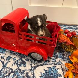 Pepper - Black white and tan female Shetland Sheepdog puppy in Tuscumbia, Alabama from Agee's World of Shelties