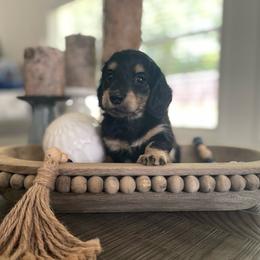 Black cream girl - Black and cream female Dachshund puppy in Hudson, North Carolina from Foothills Precious Paws