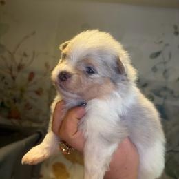 Blue and tan Merle Parti - Professor - Blue merle male Pomeranian puppy in Maynardville, Tennessee from Knox Posh Poms