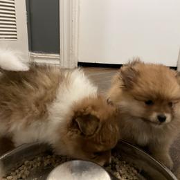 Pomeranian and Shih Tzu Puppies from Laik’s Little Shihtz & Poms