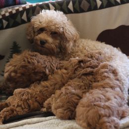 Zoey - Poodle