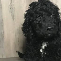 Aussiedoodles and Goldendoodles from IdaHome Doodles
