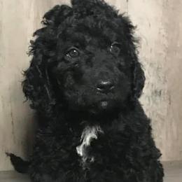 Aussiedoodles and Goldendoodles from IdaHome Doodles