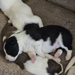 Girl 1 - female Border Collie puppy in Chino Valley, Arizona from Dog Pond Border Collies