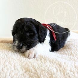 Red - Tri-color male Bernedoodle puppy in Rockwall, Texas from Glory Doodles