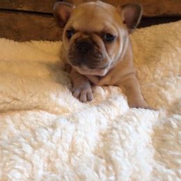 French Bulldog Puppies from Golden Oak Gypsy