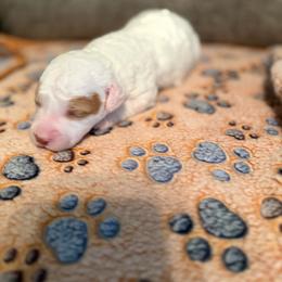 Lady - Parti female Goldendoodle puppy in Cherry Tree, Pennsylvania from Plum Creek Acres Next Generation