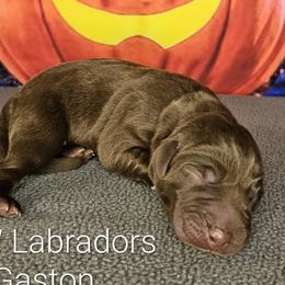 Boy 1 - Chocolate Labrador Retriever puppy in Rogue River, Oregon from PNW Labradors