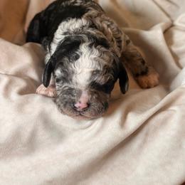 Tide - Merle male Cockapoo puppy in Saint Louis, Missouri from Jax Doodles