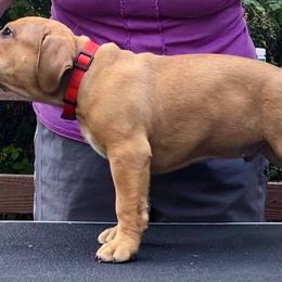 American Bullies from Triple Heart Bullies