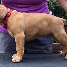 American Bullies from Triple Heart Bullies