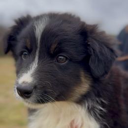 Odin - Boy 4 - Black & white male Miniature Australian Shepherd puppy in Murfreesboro, Tennessee from Norby's Mini Aussies