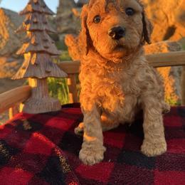 Cinnamon - Red male Aussiedoodle puppy in Riverside, California from Just Loving Doodles