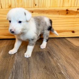 Cosmo (Green Collar) - White and blue merle female Border Collie puppy in Lula, Georgia from Silver Creek Ridge