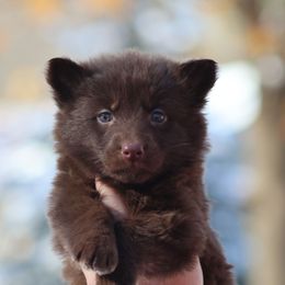 Artillery (Orange) - Liver male German Shepherd puppy in Garrett, Indiana from Devil-Dog Shepherds