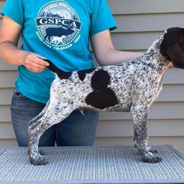 German Shorthaired Pointer Puppies from Wild Rose GSP's