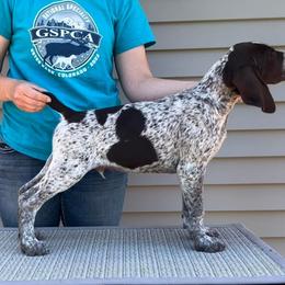 German Shorthaired Pointer Puppies from Wild Rose GSP's