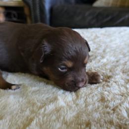 Rustin - Red tri male Miniature Australian Shepherd puppy in Paris, Texas from Blue Envy Mini Aussies
