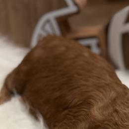 Poodle Puppies from Kern County Miniature Red Poodles