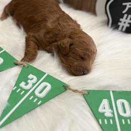 Poodle Puppies from Kern County Miniature Red Poodles