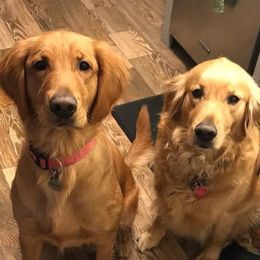 Bernedoodles, Goldendoodles, and Golden Retrievers from Farr’s Goldens and Doodles