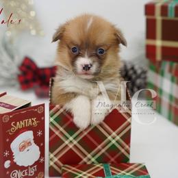 Steel (Male 1) - Sable male Pembroke Welsh Corgi puppy in Straughn, Alabama from Magnolia Creek Corgis