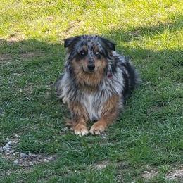 Nitro - Australian Shepherd