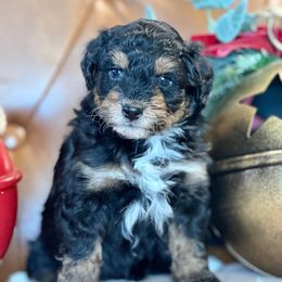 Frankie - Black phantom male Aussiedoodle puppy in Burbank, Ohio from Berns & Doodles