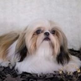 Percy - Shih Tzu