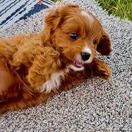 Tucker - Blenheim male Cavapoo puppy in Port Angeles, Washington from God Speed Paws
