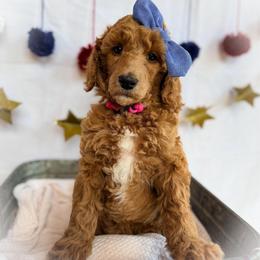 Geneva - Apricot female Poodle puppy in Detroit Lakes, Minnesota from Pickerel Pups