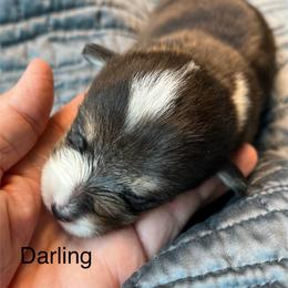 Pretty Precious Darling - Black and tan female Pembroke Welsh Corgi puppy in Blaine, Tennessee from Rose Brier Pembroke Welsh Corgis