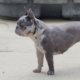 Izzy - French Bulldog