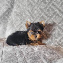 Chase - Black and gold male Yorkshire Terrier puppy in Middleton, Idaho from Rocky Mountain Yorkies