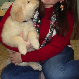 Golden Retrievers from Kisamore Goldens