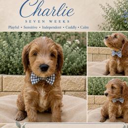 Charlie - Red  male Goldendoodle puppy in Los Gatos, California from Willow & Rose Doodles