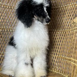 Black Tri Male - Phantom male Poodle puppy in Belgreen, Alabama from Scott’s Farm Poodles and Doodles