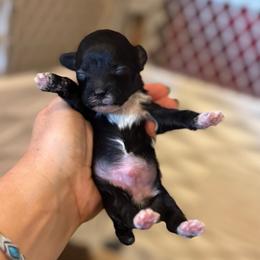 Cardamom - Black male Poodle puppy in Caldwell, Idaho from Leila Pearson