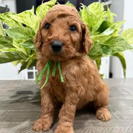 Green - Red  male Goldendoodle puppy in Bakersfield, California from Lavish Doodles