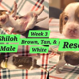 Shiloh-Green-Male - Brown white and tan male Beagle puppy in Bemidji, Minnesota from Nse Farms Beagles