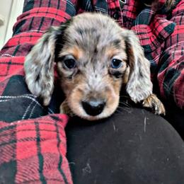 1 -Bullwinkle - Dapple male Dachshund puppy in Central Point, Oregon from MRS Long Dog Ranch