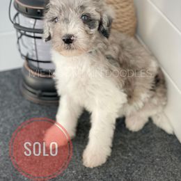 Goldendoodle Puppies from Ivie Mountain Doodles