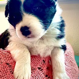 Australian Shepherds from Moon N' Back Aussies