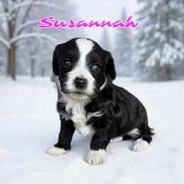 Susannah - female Golden Mountain Doodle puppy in Banner Elk, North Carolina from Walnut Tree Bernedoodles