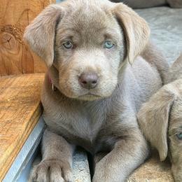 Purple collar - Silver female Dilute Retriever puppy in Valley Center, California from Stunning Silver Bullets Labradors